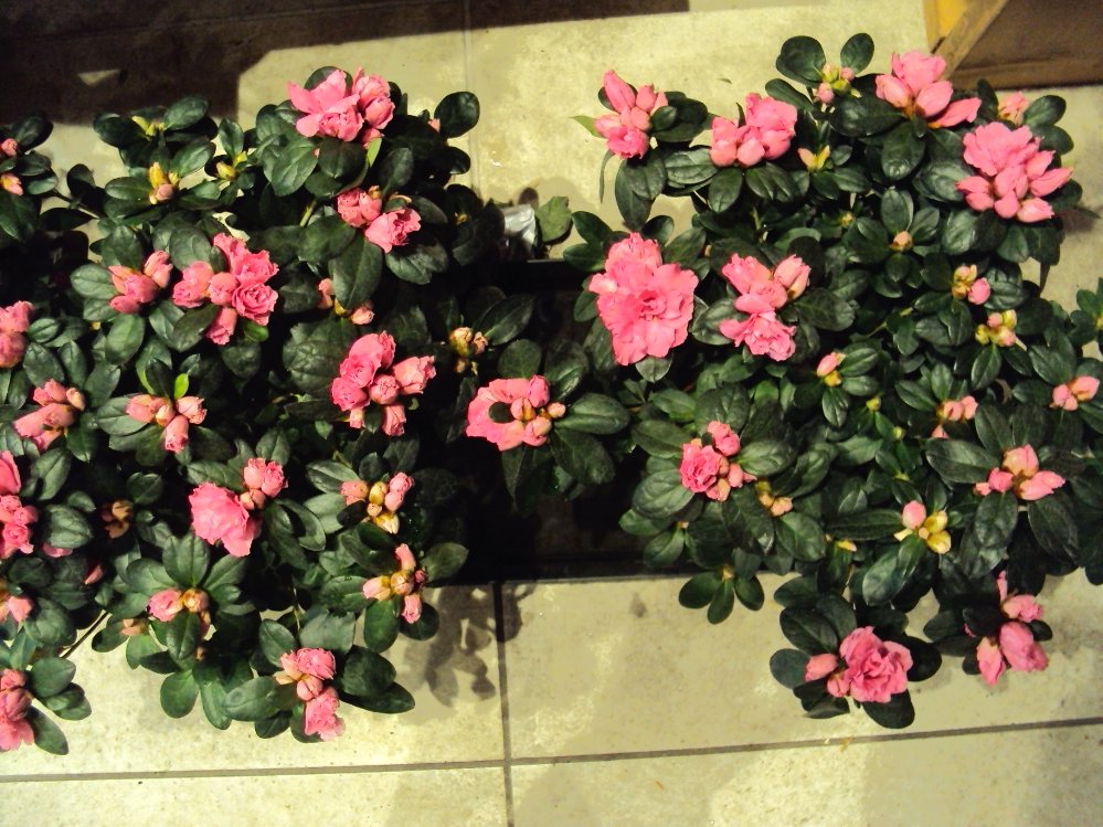 Azalea