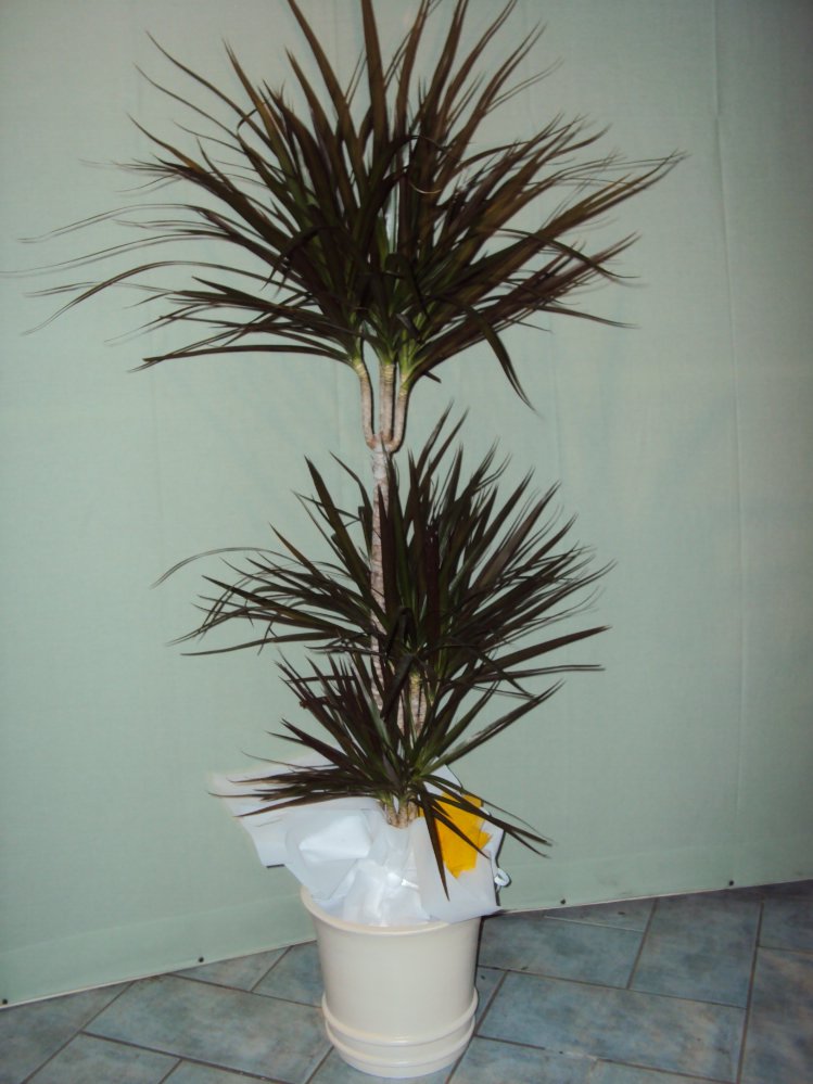 Foto Dracaena marginata