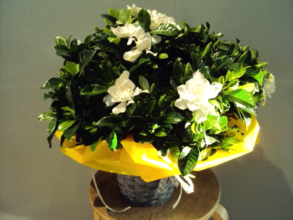 Gardenia