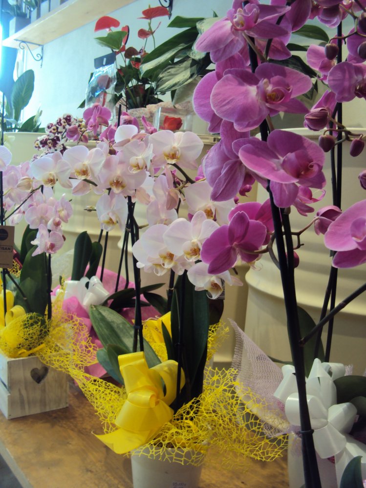 Foto Orchidea Phaleonopsis colorato