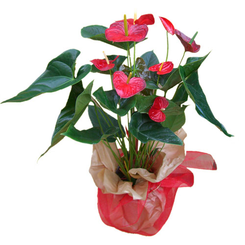 Foto Anthurium