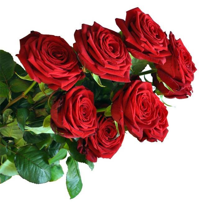 Mazzo di rose rosse a gambo lungo.