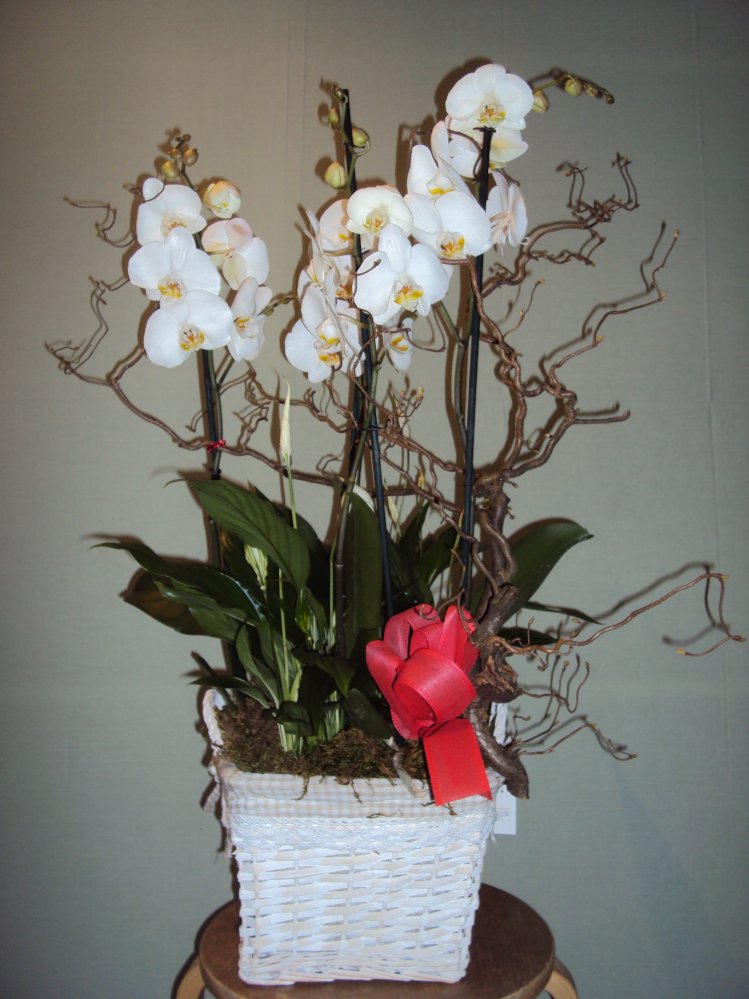 Foto Purezza. Composizione phaleonopsis con cesto.