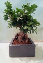 Pianta Bonsai Ficus