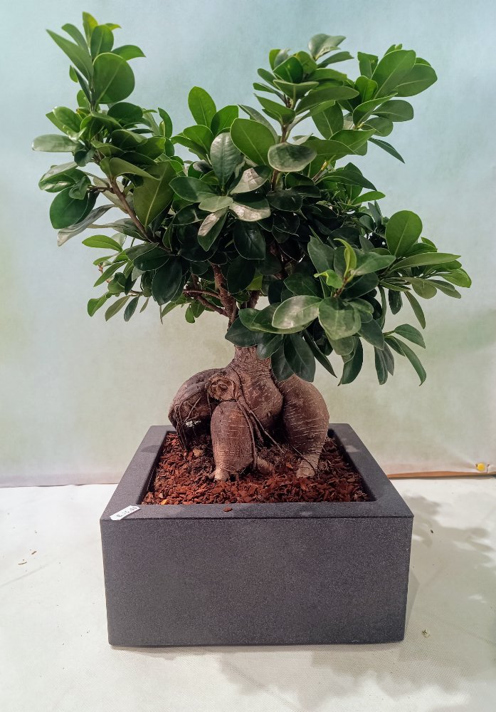 Pianta Bonsai Ficus