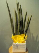 Pianta san severia conica