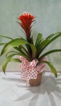 Pianta gusmania con coprivaso in ceramica