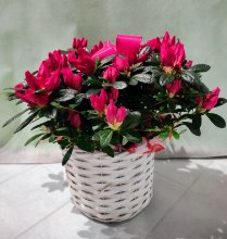 Pianta di azalea con cesto