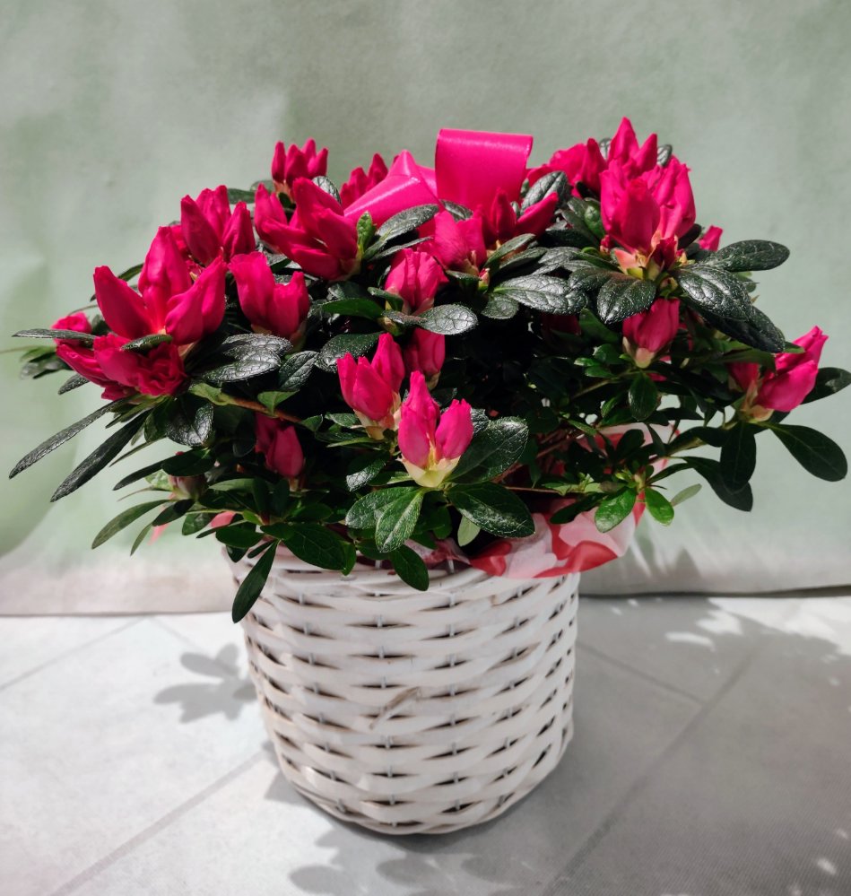 Pianta di azalea con cesto