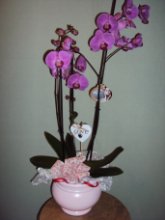 Phaleonopsis rosa