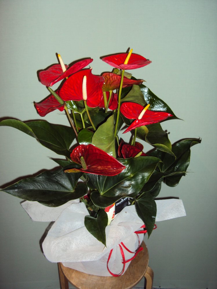 Anthurium dakota grande