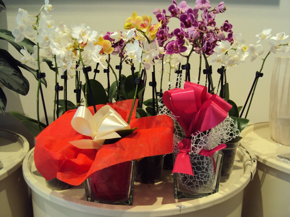 Mini-Phalaenopsis