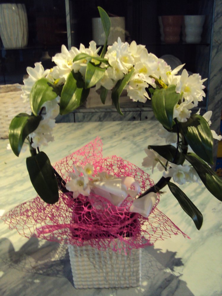 Orchidea dendrobium