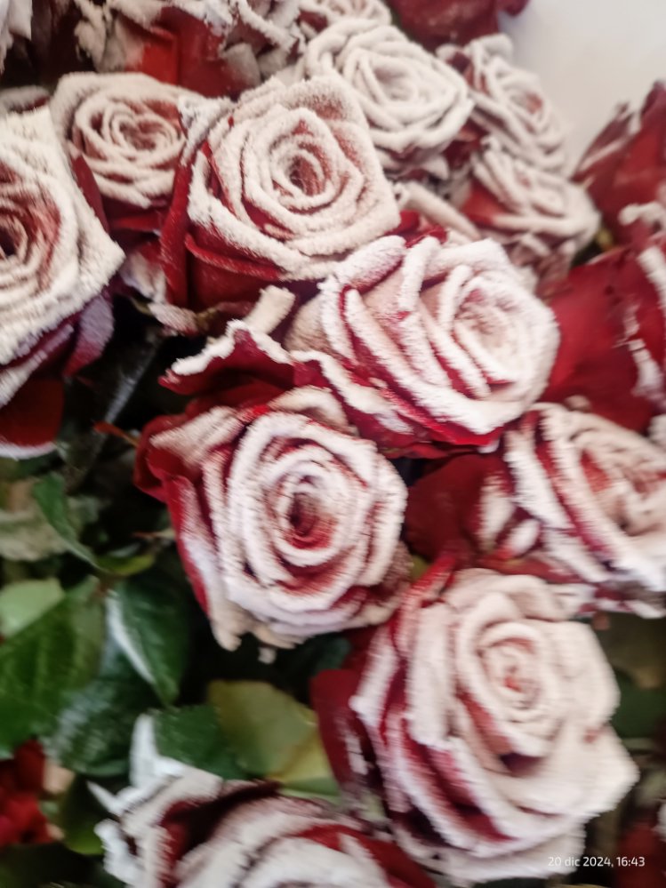 Mazzo rose Harlequin