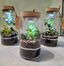 Cassetta di orchidee