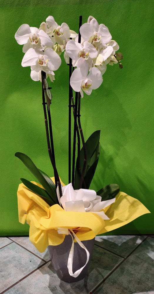 Foto Orchidea bianca 