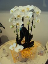 PhaleonopsisTwirl Tropic con coprivaso