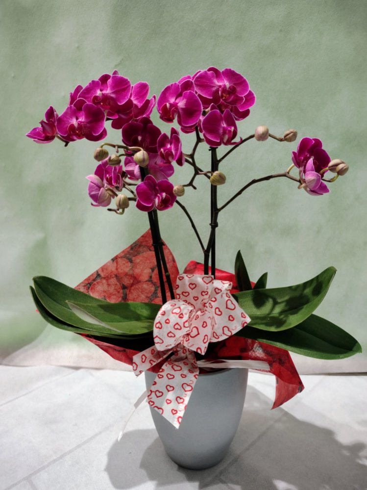 Mini-orchidea con coprivaso in ceramica