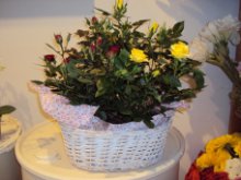 Cesto doppio con 2 piante di rosa