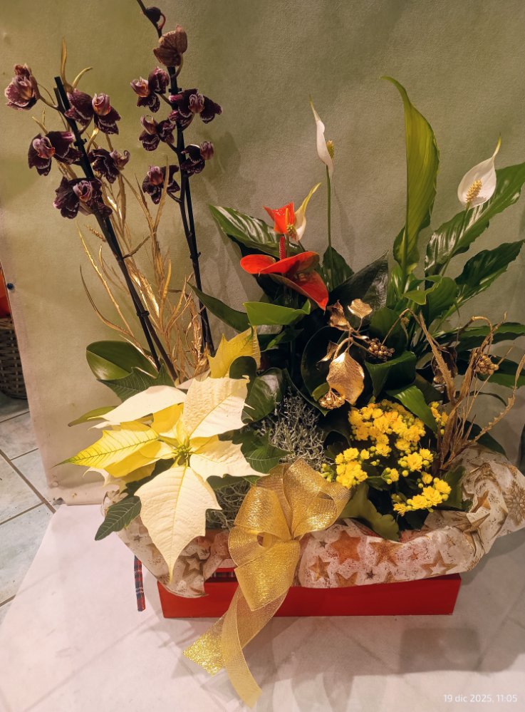 Foto Cassetta mista natalizia con phalaenopsis