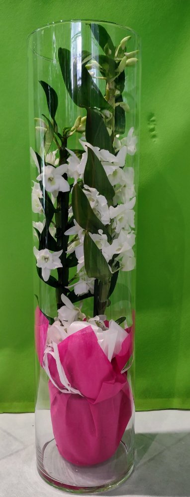 Phalaenopsis in vaso di vetro