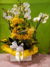 Composizione phalaenopsis e mimosa