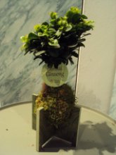 Kokedama di ficus ginseng