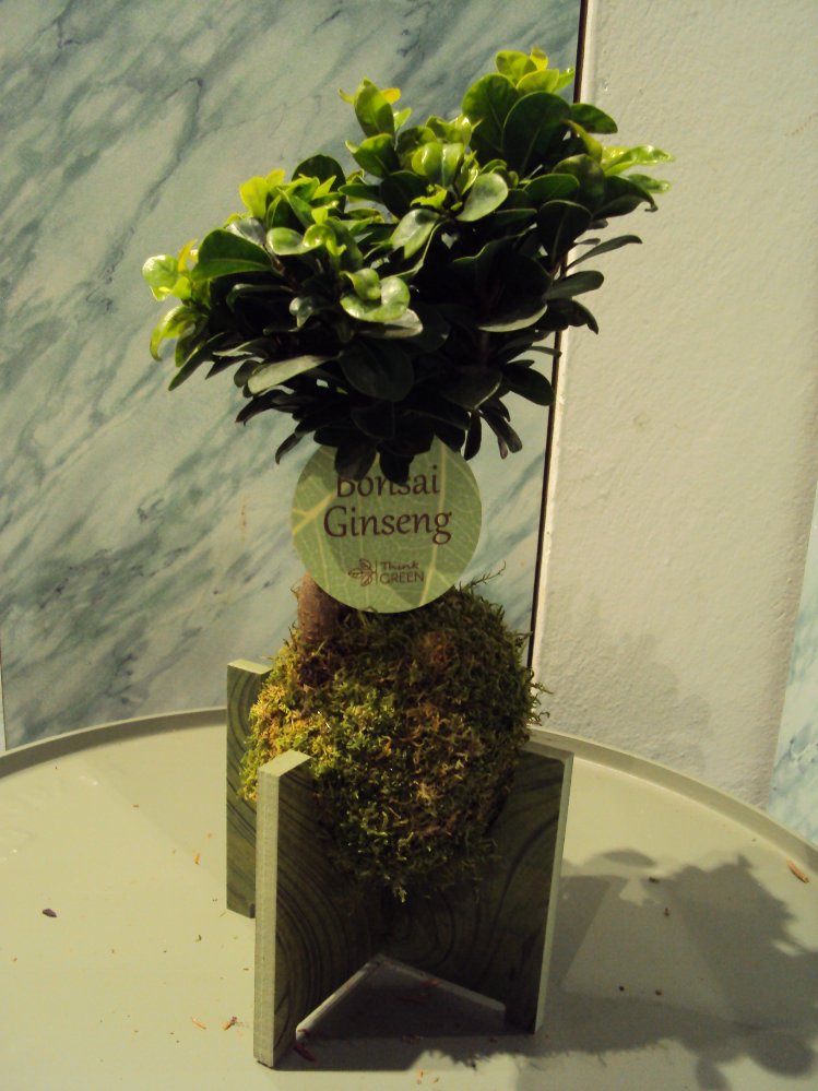 Kokedama di ficus ginseng