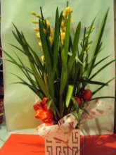 Pianta cymbidium in cassetta