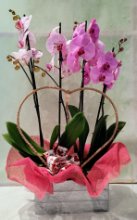Cassetta con orchidee colorate